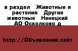  в раздел : Животные и растения » Другие животные . Ненецкий АО,Осколково д.